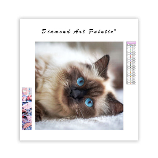 Ragdollkatt på rygg – Diamantmålning