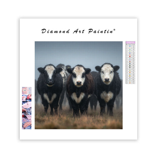 Belted Galloway-kor – Diamantmålning