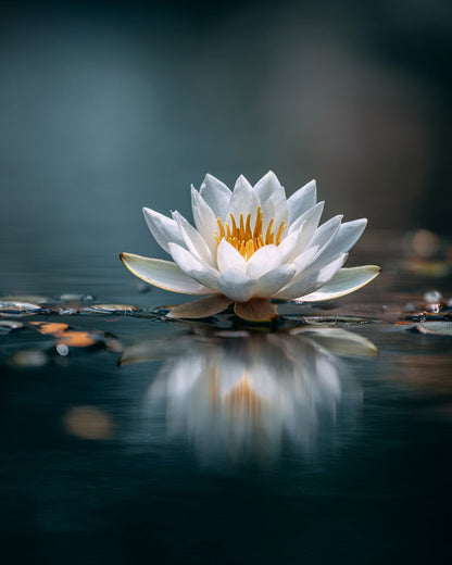 Svävande vit lotus – Diamantmålning