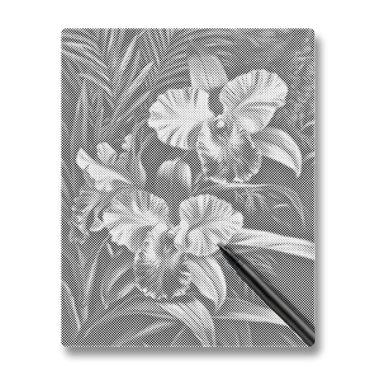 Rosa orkidé - Prickmålning