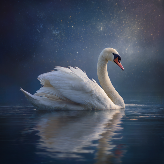 Svan i månsken - Diamantmålning