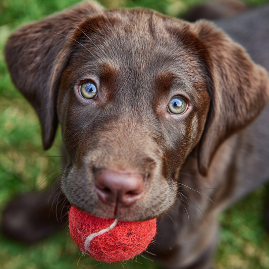 Lekfull labradorvalp - Diamantmålning