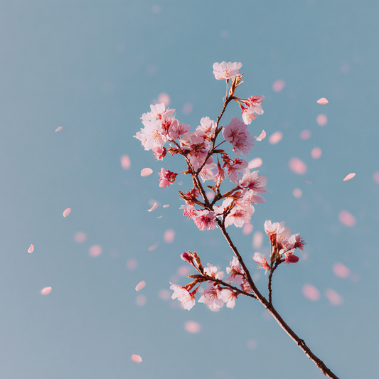 Körsbärsblomsdans - Diamantmålning