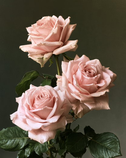 Eleganta rosa rosor - Diamantmålning