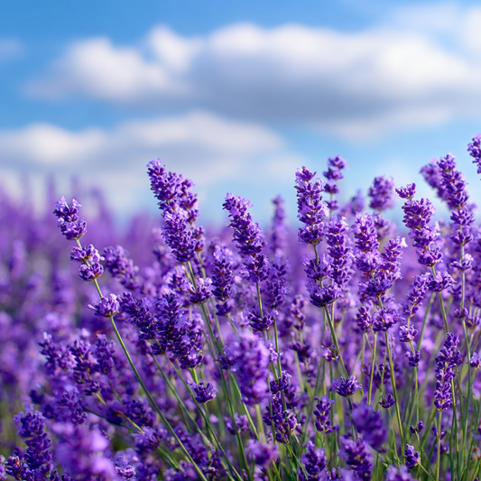 Lavendelfält och Blå Himmel - Diamantmålning