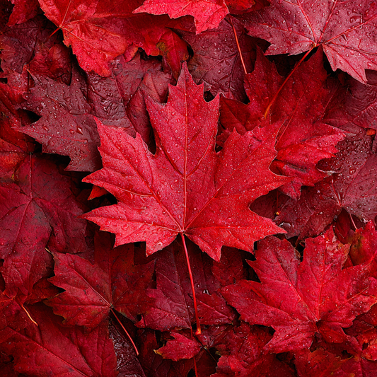 Röd Lönnlövhög - Diamantmålning