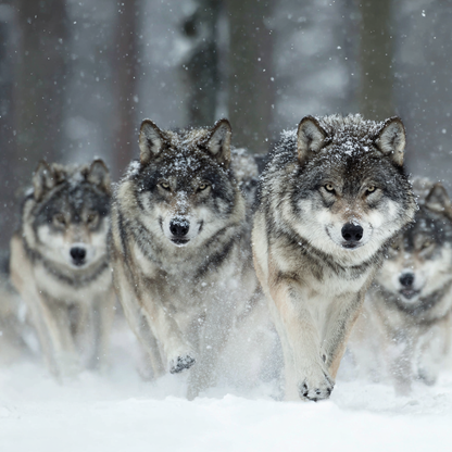 Vargflock i Snön - Diamantmålning