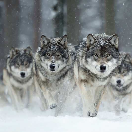 Vargflock i Snön - Diamantmålning