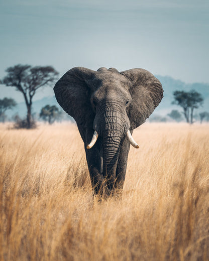Elefant på grässlätten – Diamantmålning