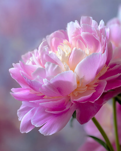 Blommande rosa pion – Diamantmålning