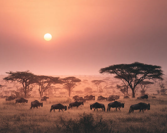 Soluppgång över Serengeti – Diamantmålning