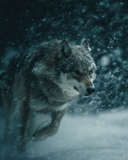 Varg i snöstorm – Diamantmålning