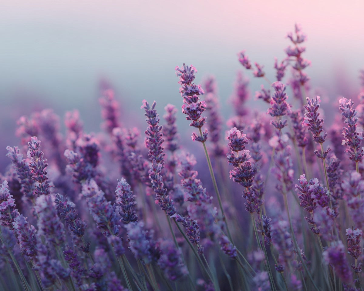Lavendel – Diamantmålning