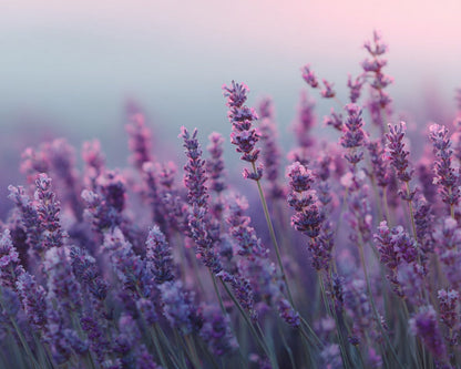 Lavendel – Diamantmålning