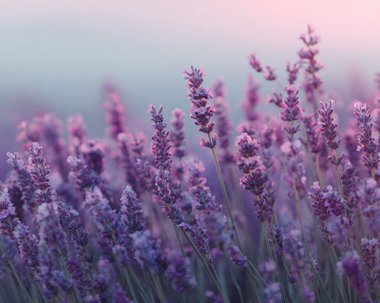 Lavendel – Diamantmålning
