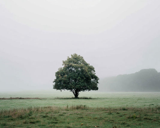 Ensamt träd i dimma – Diamantmålning