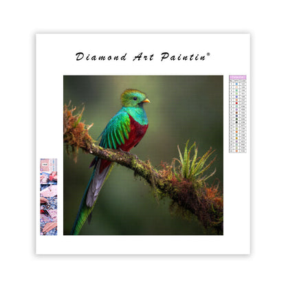 Praktquetzal – Diamantmålning