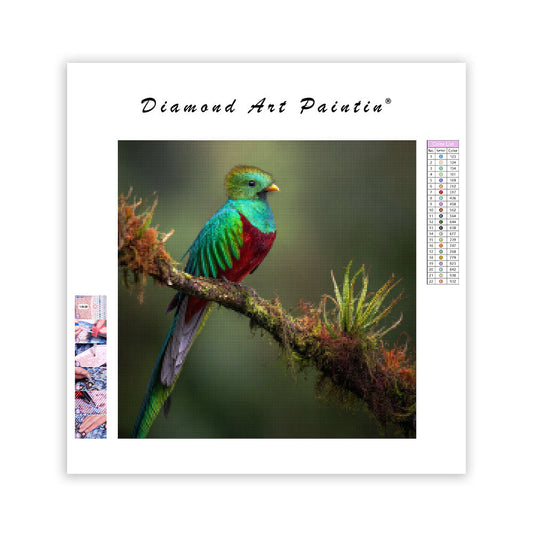 Praktquetzal – Diamantmålning